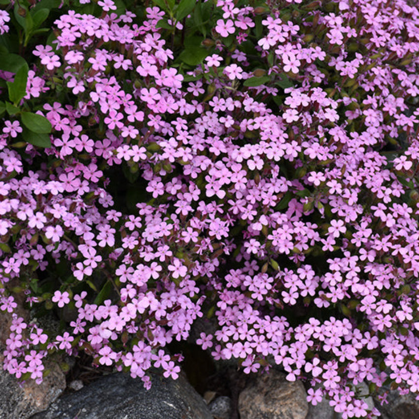 Violet Saponaria Flower seeds for Planting - Hardy Variety, Heirloom & GMO Free Seeds for Home Garden