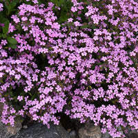 Violet Saponaria Flower seeds for Planting - Hardy Variety, Heirloom & GMO Free Seeds for Home Garden