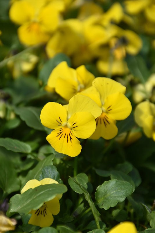 Velour Flower seeds for Planting Garden Favorite Heirloom & GMO Free Seeds for Home Garden 
 
 Sale