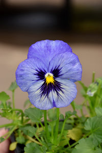 Premier Flower seeds for Planting - Seasonal Bloomer, Heirloom & GMO Free Seeds for Home Garden