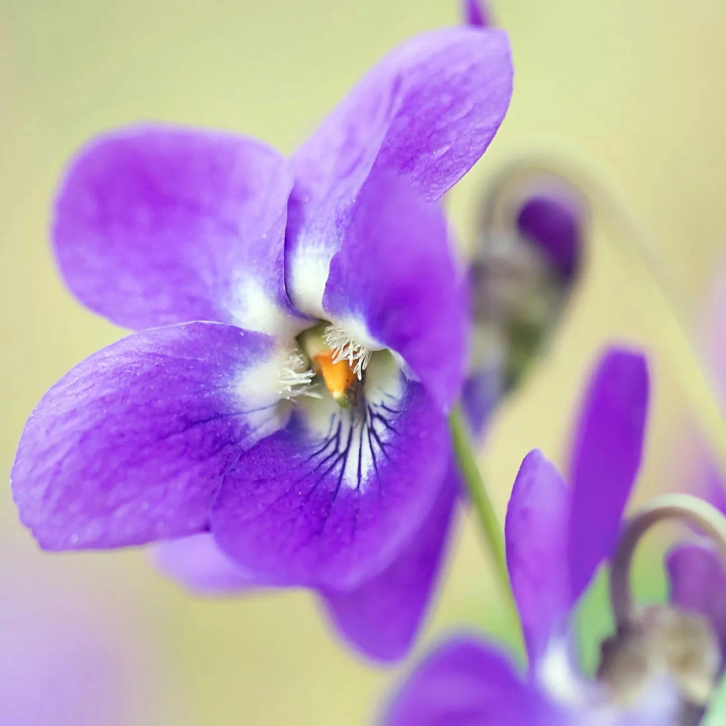 Purple Viola Odorata Flower seeds for Planting - Pollinator Friendly, Heirloom & GMO Free Seeds for Home Garden