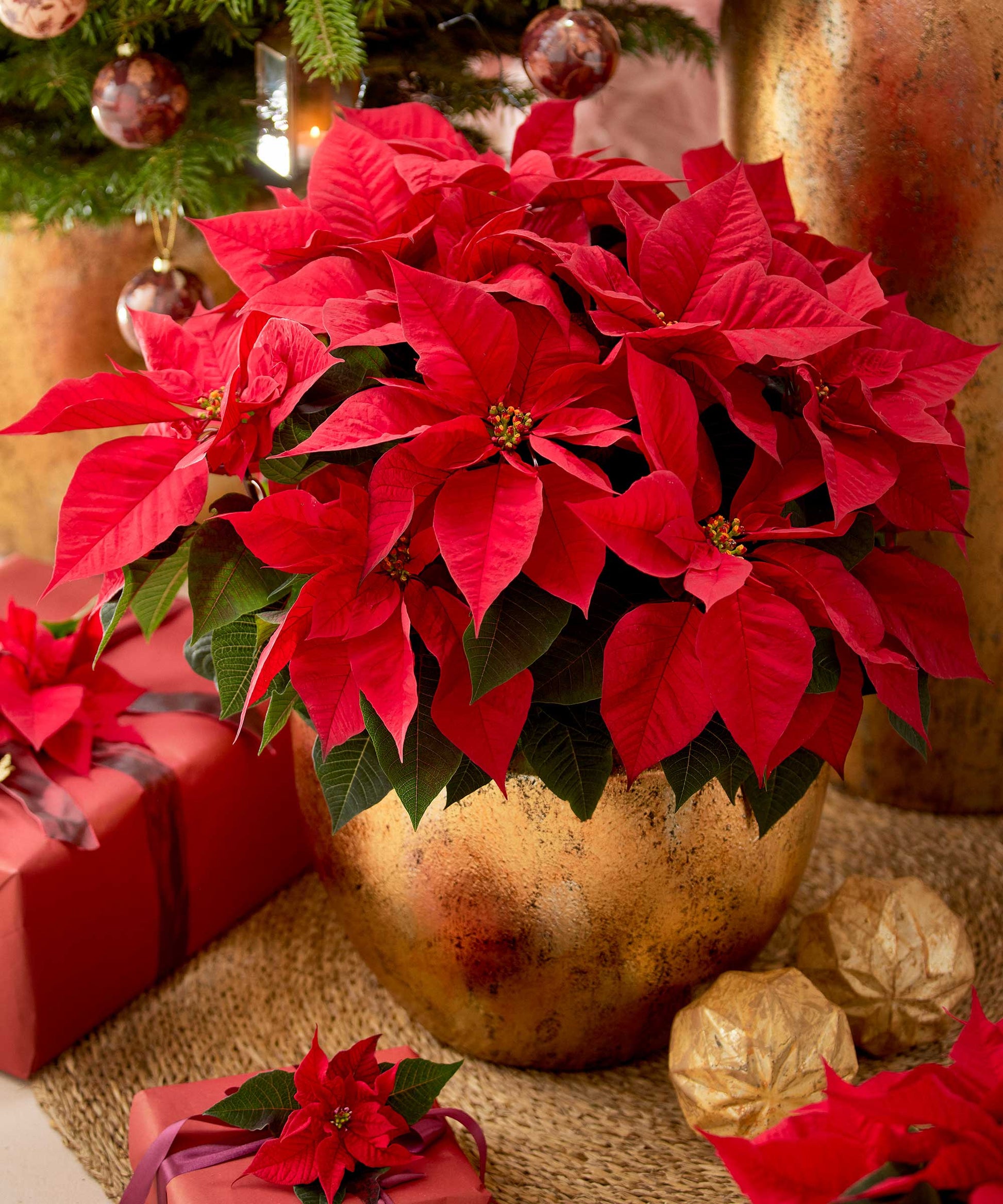 Poinsettia Flower seeds for Planting Easy to Grow Heirloom & GMO Free Seeds for Home Garden