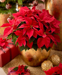 Poinsettia Flower seeds for Planting Easy to Grow Heirloom & GMO Free Seeds for Home Garden