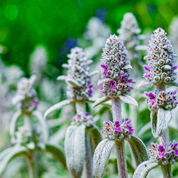 Lamb's Ear Flower seeds for Planting - Compact Growth, Heirloom & GMO Free Seeds for Home Garden
