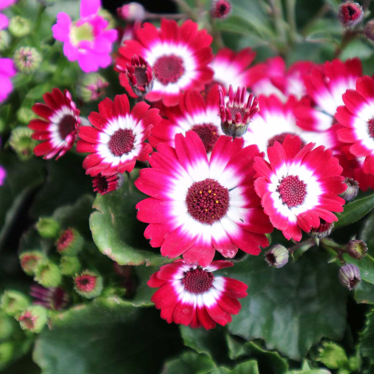 Pink White Cineraria Flower seeds for Planting - Compact Growth, Heirloom & GMO Free Seeds for Home Garden