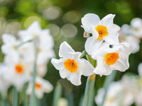 Daffodil Narcissus Flower seeds for Planting Wildflower Mix Heirloom & GMO Free Seeds for Home Garden