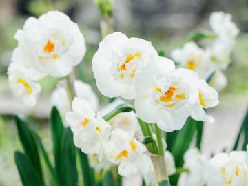 White Daffodils Flower seeds for Planting - Colorful Display, Heirloom & GMO Free Seeds for Home Garden