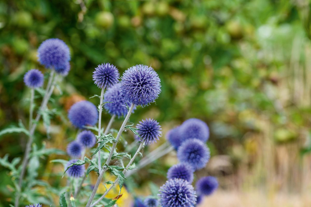 Echinops Flower seeds for Planting Premium Quality Heirloom & GMO Free Seeds for Home Garden
