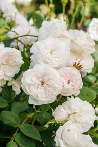 Polyantha Rose Flower seeds for Planting Perfect for Borders Heirloom & GMO Free Seeds for Home Garden 
 
 Sale