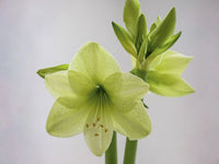 Light Grey Hippeastrum Flower seeds for Planting - Shade Tolerant, Heirloom & GMO Free Seeds for Home Garden