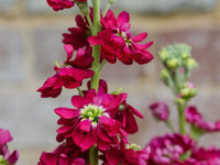 Burgundy Matthiola Flower Seeds for Planting Pollinator Friendly Heirloom & GMO Free Seeds for Home Garden
 
 Sale