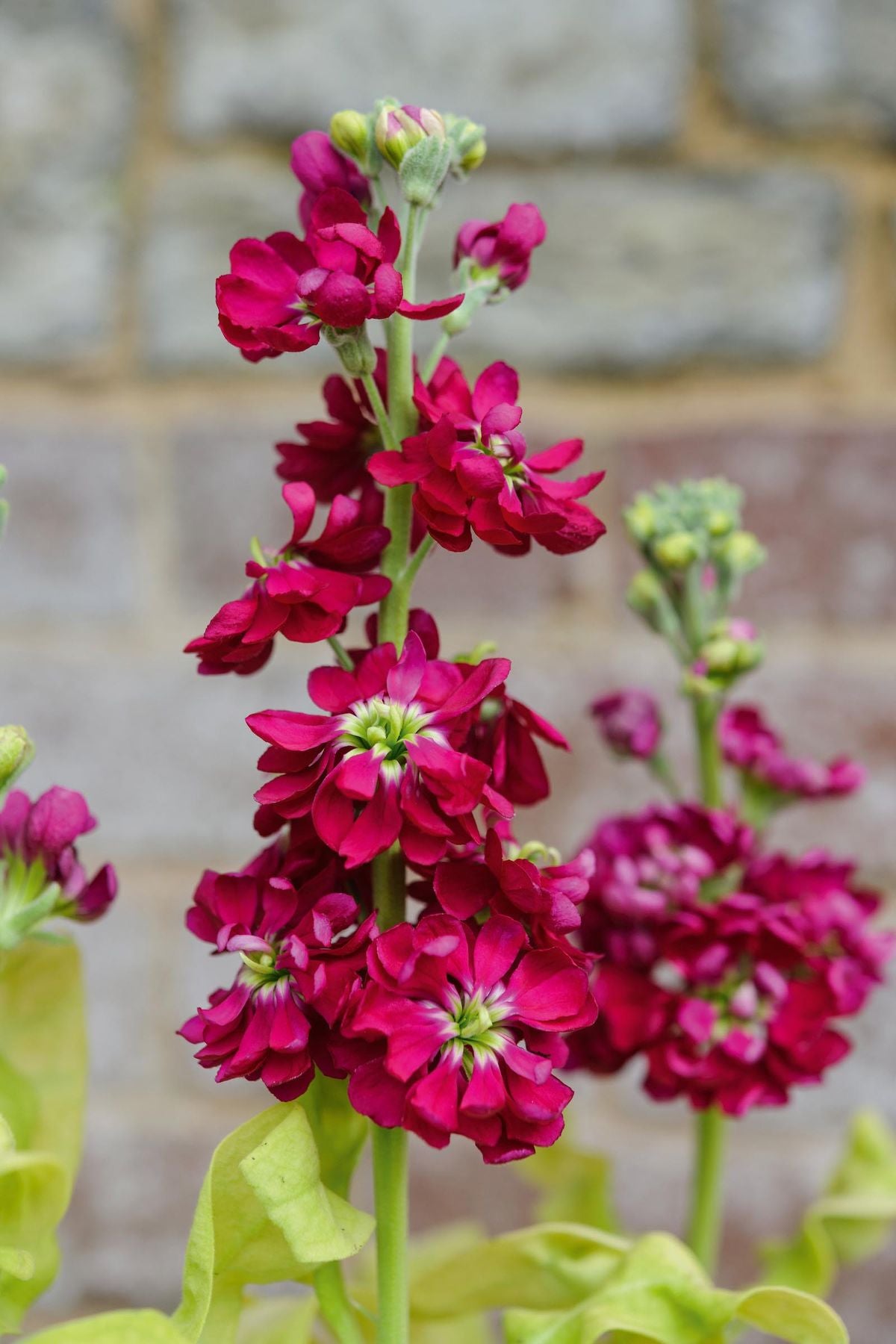 Burgundy Matthiola Flower Seeds for Planting Pollinator Friendly Heirloom & GMO Free Seeds for Home Garden
 
 Sale
