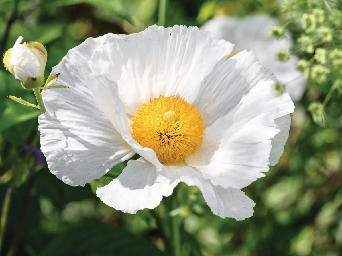 Coulteri Flower Seeds for Planting  Vibrant Blooms for Your Garden