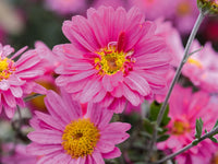 Yellow Pink Chrysanthemum Flower Seeds for Planting