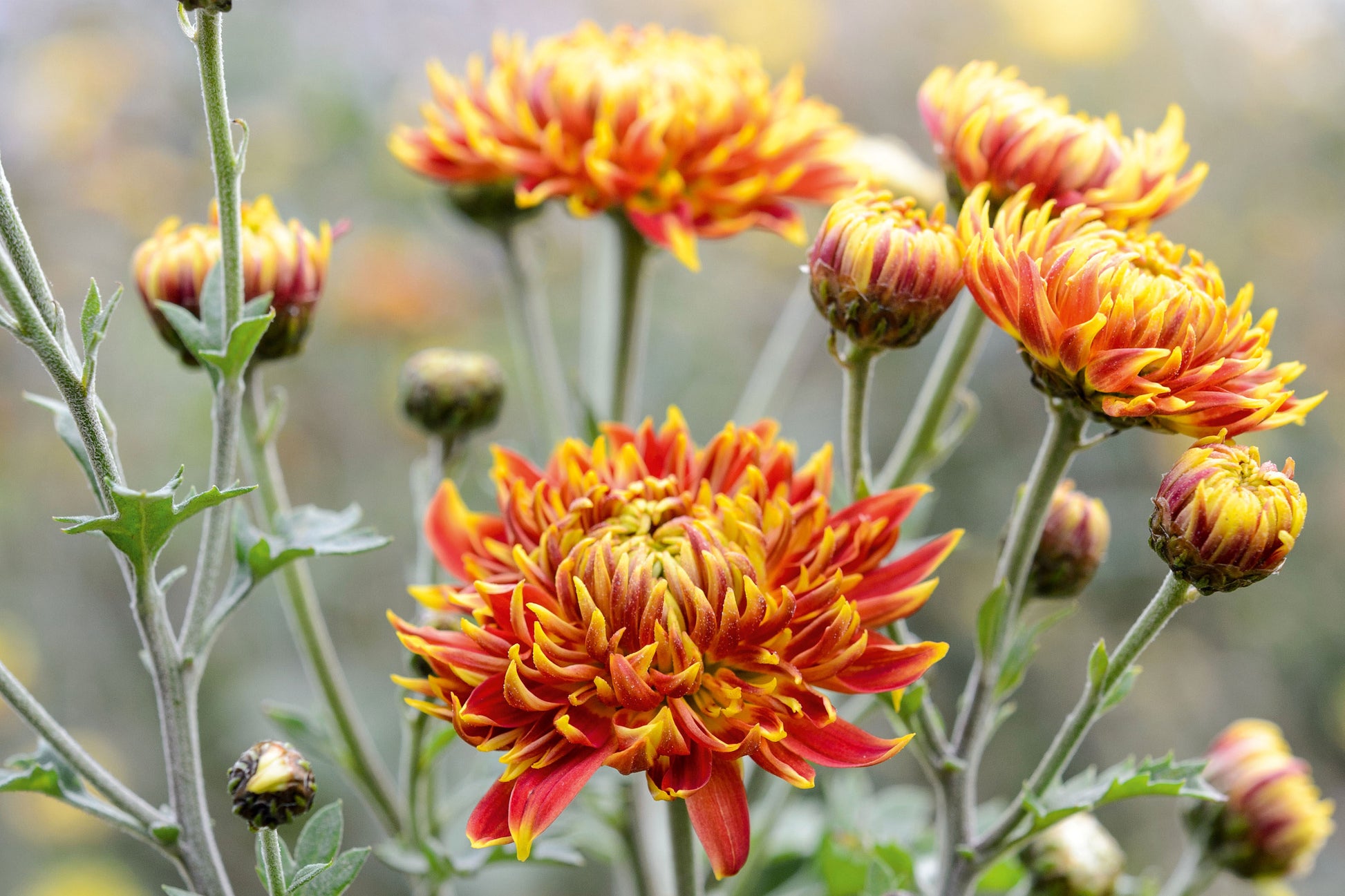 Red Yellow Chrysanthemum Flower seeds for Planting - Bright Blooms, Heirloom & GMO Free Seeds for Home Garden