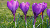 Crocus Flower seeds for Planting Cut Flower Favorite Heirloom & GMO Free Seeds for Home Garden