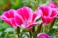 Godetia Flower seeds for Planting Hardy Variety Heirloom & GMO Free Seeds for Home Garden