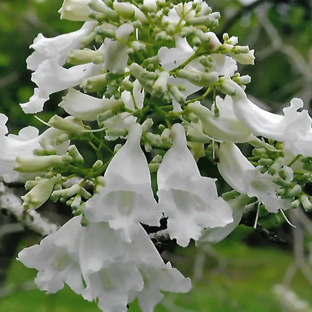 White Jacaranda Flower seeds for Planting Premium Quality Heirloom & GMO Free Seeds For Home Garden 
 
 Sale