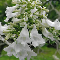 White Jacaranda Flower seeds for Planting Premium Quality Heirloom & GMO Free Seeds For Home Garden 
 
 Sale