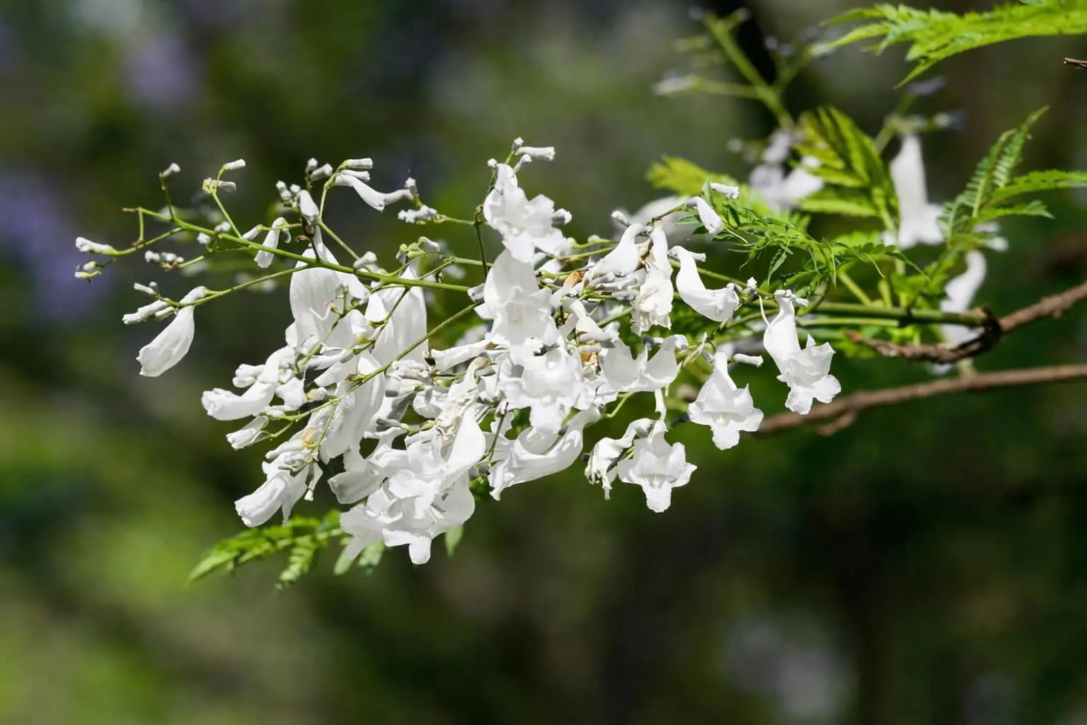 White Jacaranda Flower seeds for Planting Premium Quality Heirloom & GMO Free Seeds For Home Garden 
 
 Sale