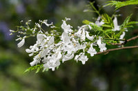 White Jacaranda Flower seeds for Planting Premium Quality Heirloom & GMO Free Seeds For Home Garden 
 
 Sale
