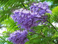 Jacaranda Flower Seeds for Planting  Create a Vibrant Garden