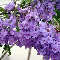 Blue Jacaranda Mimosifolia Flower seeds for Planting - Drought Tolerant, Heirloom & GMO Free Seeds for Home Garden
