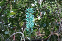Unique Jade flower gardening seeds for planting