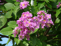 Lagerstroemia Flower seeds for Planting Perfect for Borders Heirloom & GMO Free Seeds for Home Garden