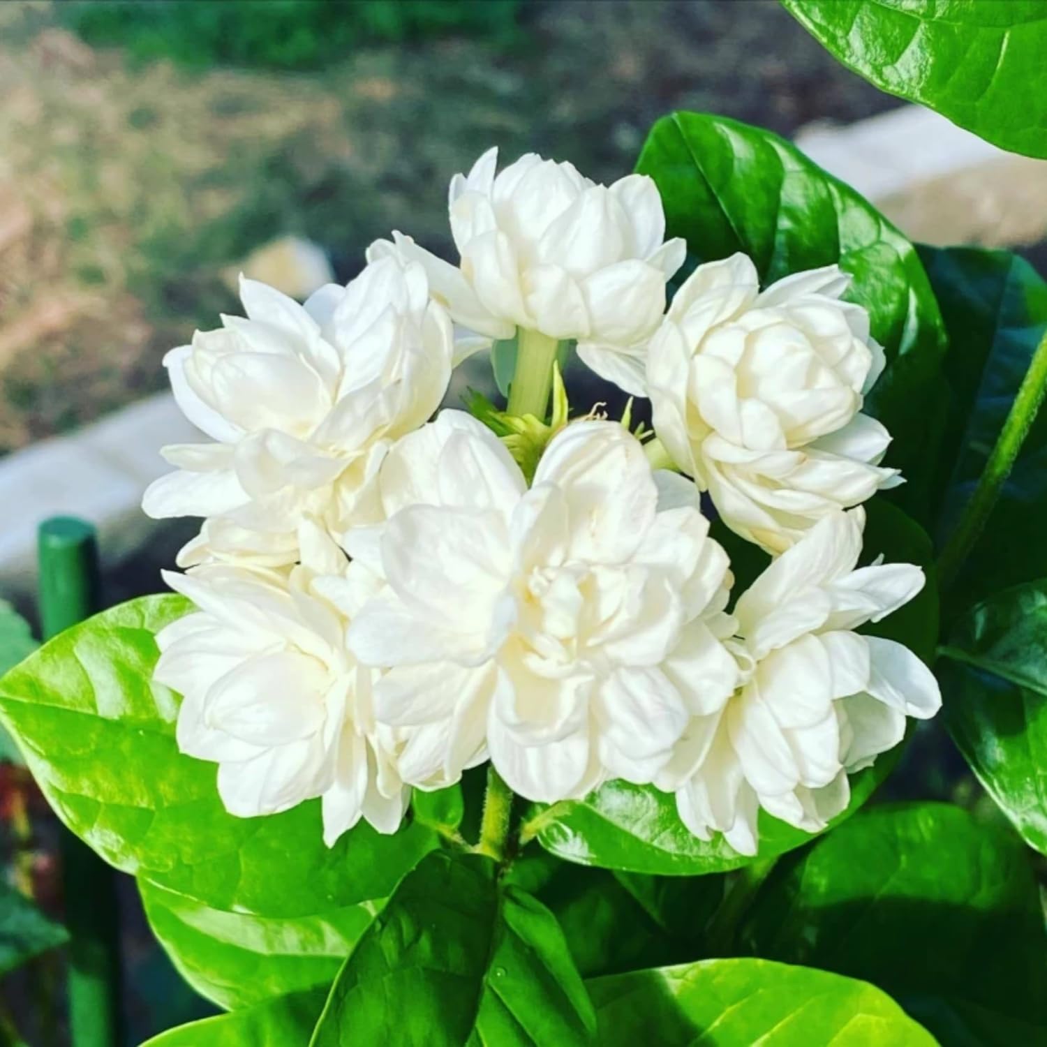 Jasmine flower seeds for planting