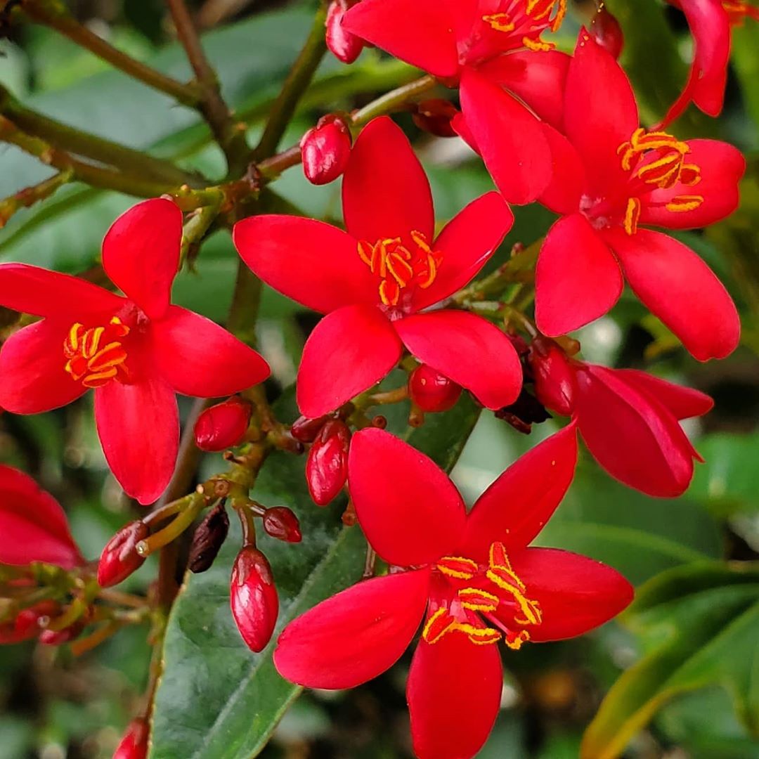 Jatropha Flower seeds for Planting - Colorful Display, Heirloom & GMO Free Seeds for Home Garden