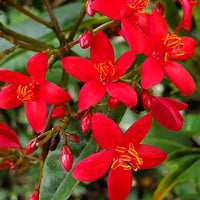 Jatropha Flower seeds for Planting - Colorful Display, Heirloom & GMO Free Seeds for Home Garden