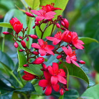 Jatropha Flower seeds for Planting Wildflower Mix Heirloom & GMO Free Seeds for Home Garden 
 
 Sale for planting in home garden