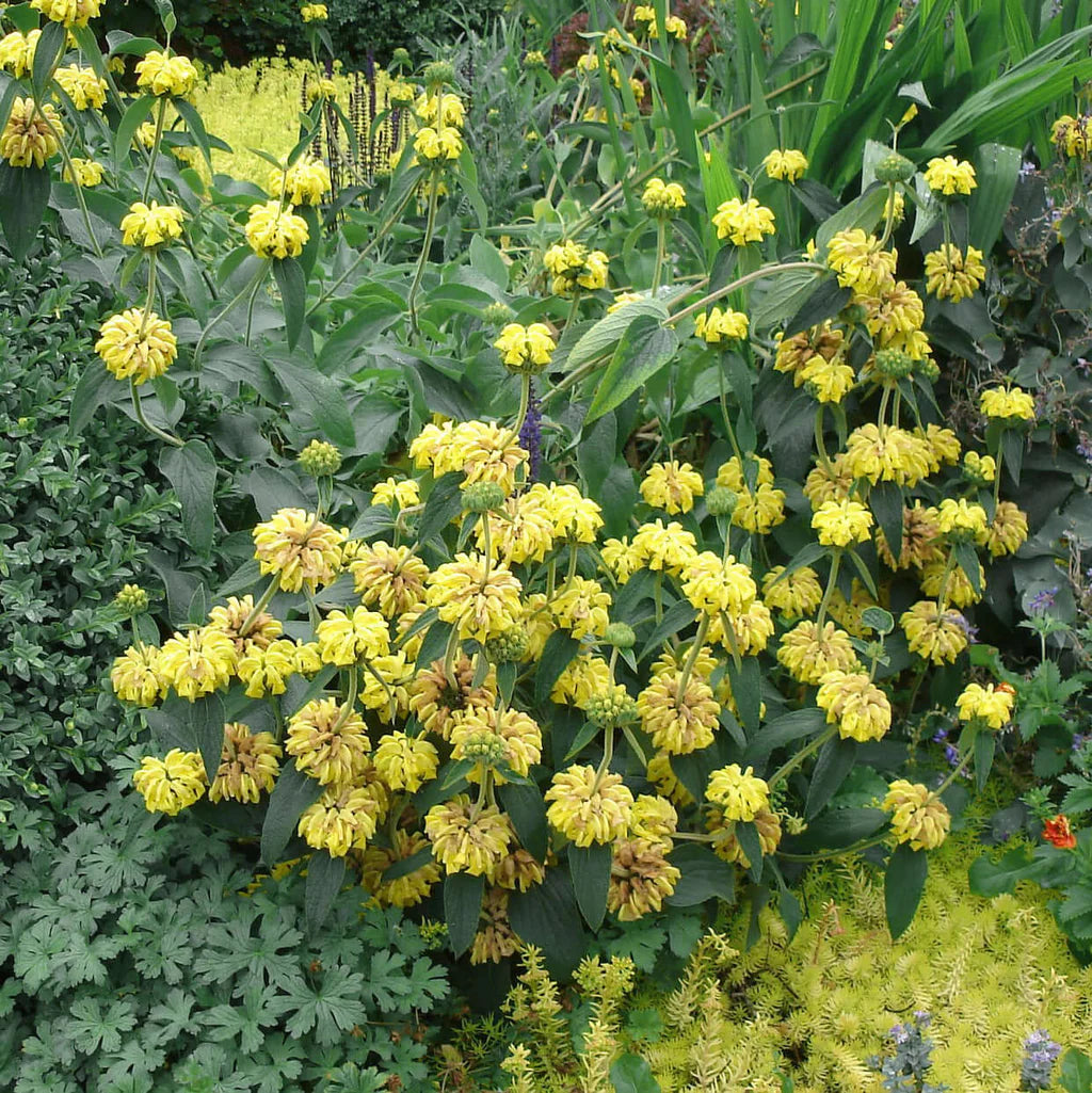 Yellow Jerusalem Sage Flower seeds for Planting - Easy to Grow, Heirloom & GMO Free Seeds for Home Garden