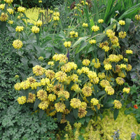 Yellow Jerusalem Sage Flower seeds for Planting - Easy to Grow, Heirloom & GMO Free Seeds for Home Garden