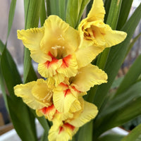 Yellow Gladiolus Hybridus Flower seeds for Planting - Shade Tolerant, Heirloom & GMO Free Seeds for Home Garden