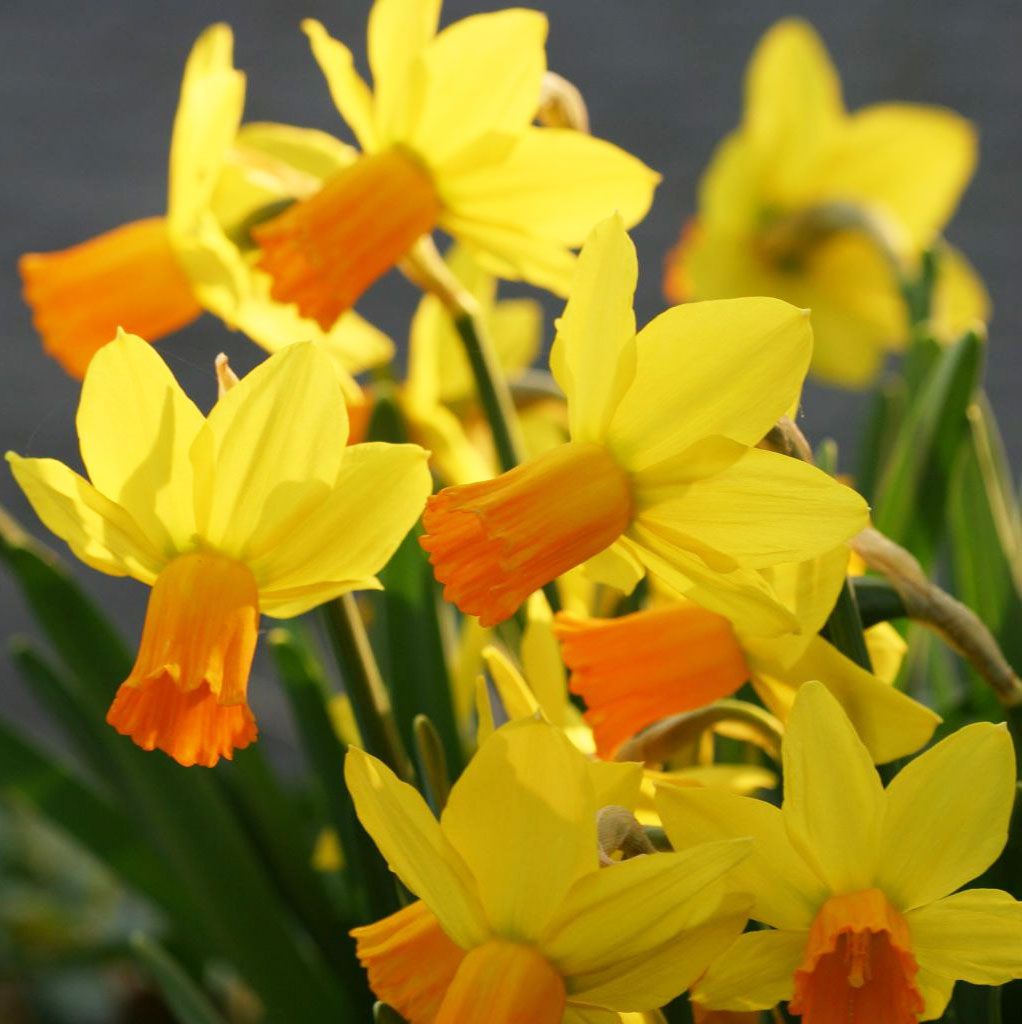 Yellow Orange Daffodil Flower Seeds Cut Flower Favorite Heirloom & GMO Free Seeds for Home Garden
 
 Sale