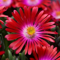 Delosperma Carmine Flower seeds for Planting Perfect for Borders Heirloom & GMO Free Seeds for Home Garden