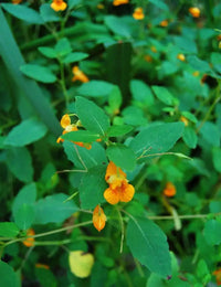 Jewelweed Flower seeds for Planting, Drought Tolerant Heirloom & GMO Free Seeds for Home Garden