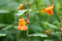 Jewelweed Native Flower seeds for Planting Colorful Display Heirloom & GMO Free Seeds for Home Garden