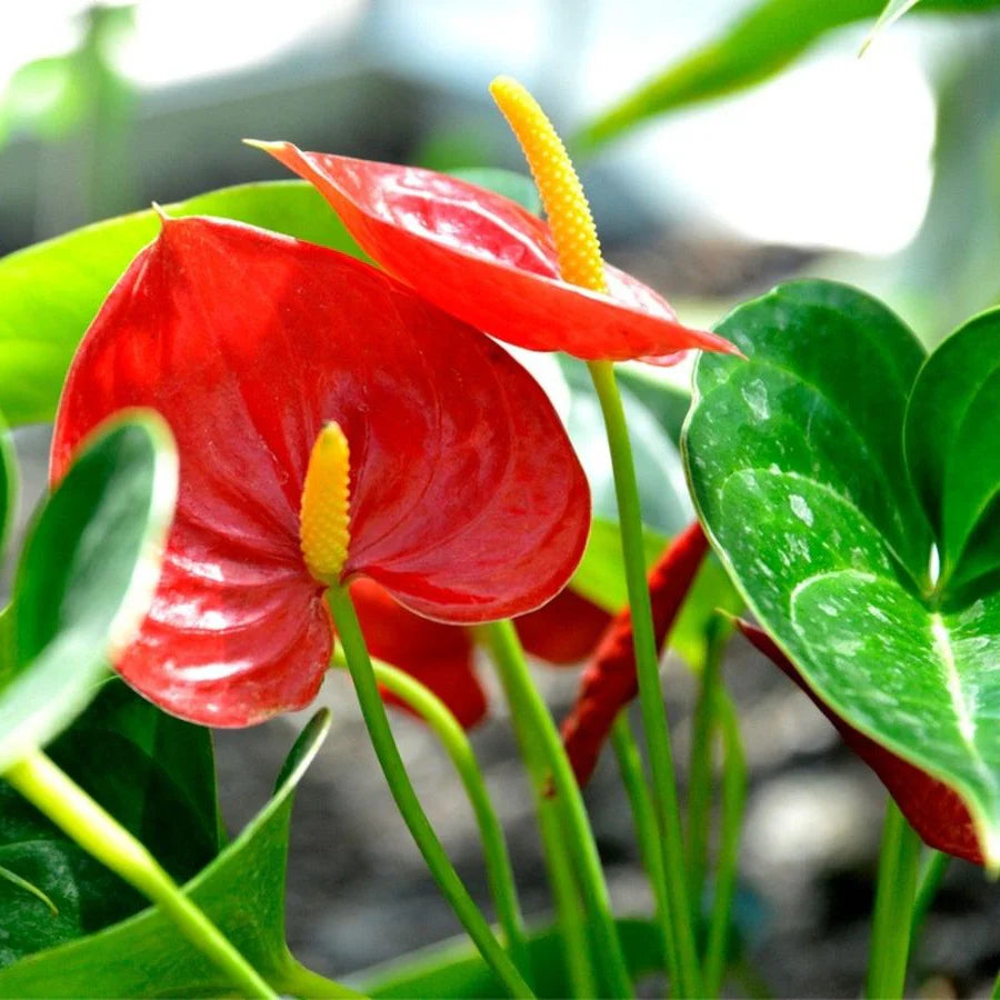 Anthurium Bonsai Flower seeds for Planting Colorful Display Heirloom & GMO Free Seeds for Home Garden