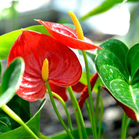 Anthurium Bonsai Flower seeds for Planting Colorful Display Heirloom & GMO Free Seeds for Home Garden