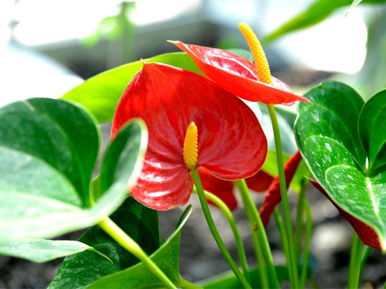 Anturio Flower seeds for Planting - Premium Quality, Heirloom & GMO Free Seeds for Home Garden