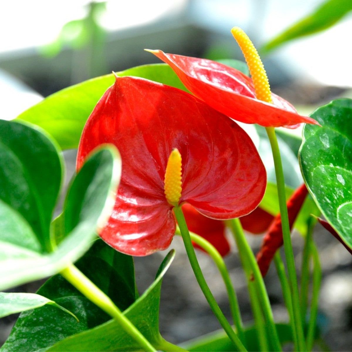 Mixed Color Anthurium Linden Flower Seeds for Planting Colorful Display Heirloom & GMO Free Seeds for Home Garden
 
 Sale