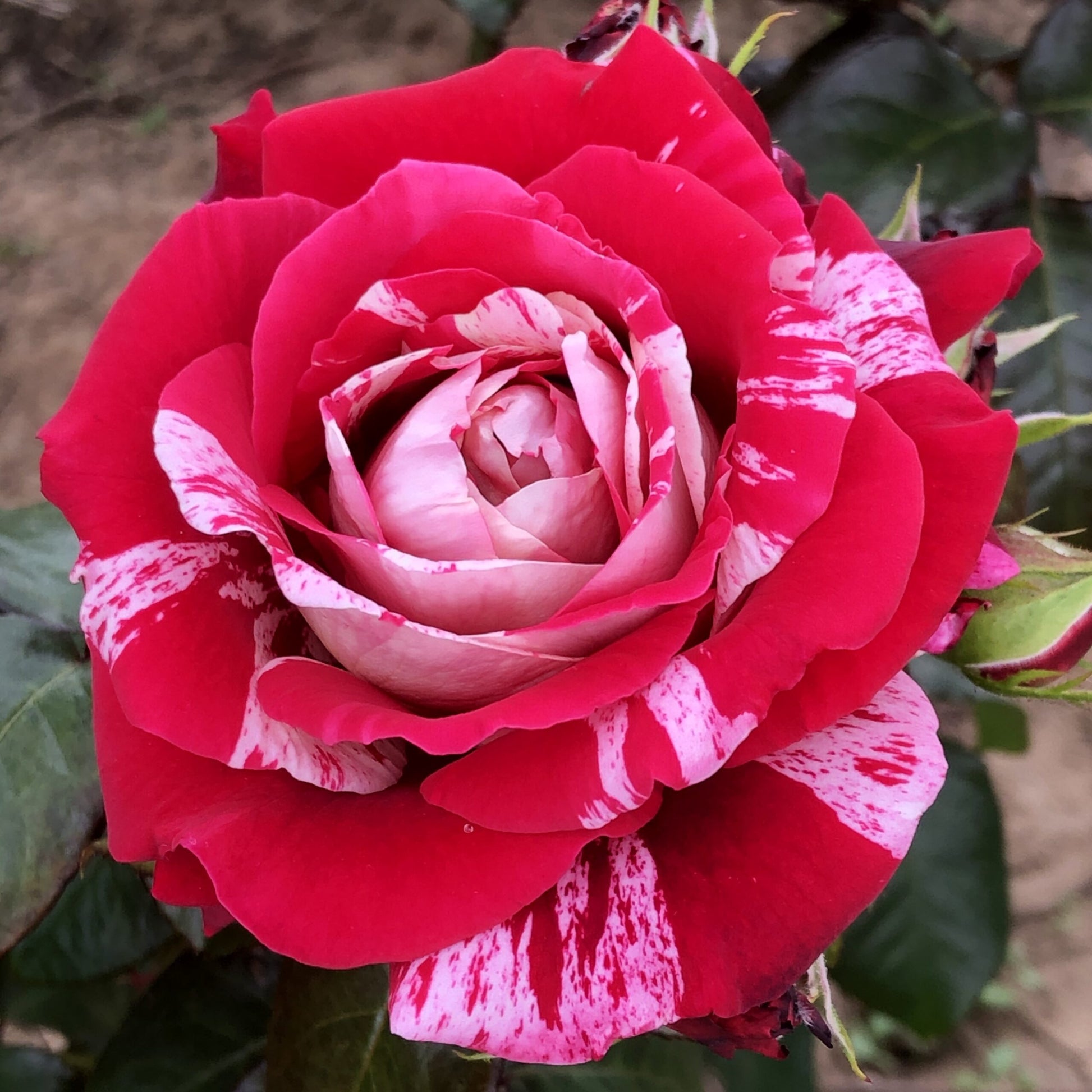 Red and White Rose Flower seeds for Planting Fragrant Blossoms Heirloom & GMO Free Seeds for Home Garden 
 
 Sale
