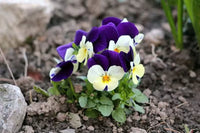 Blue Jump Up Flower seeds for Planting - Cottage Garden Essential, Heirloom & GMO Free Seeds for Home Garden
