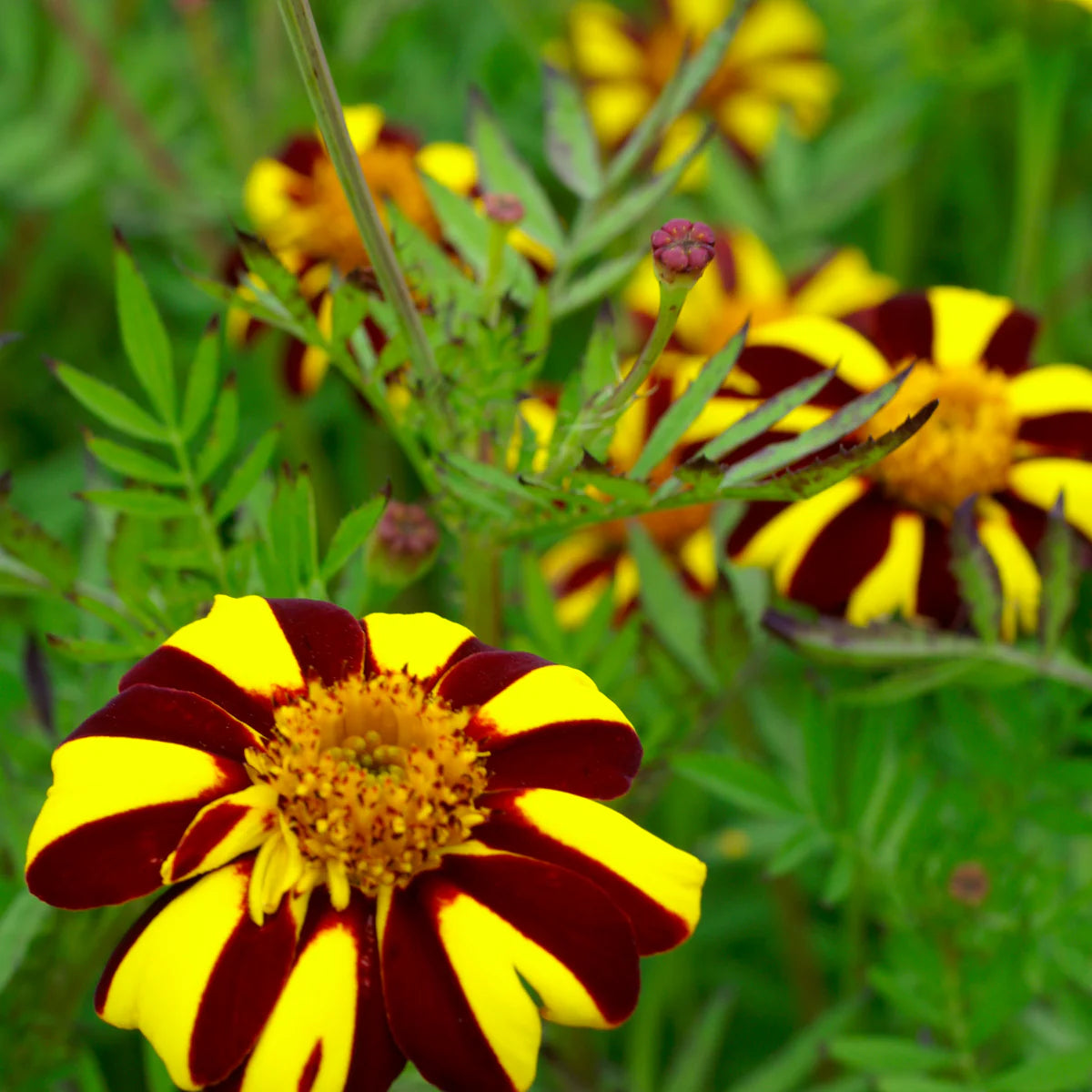 Marigold Jester Flower seeds for Planting Cut Flower Favorite Heirloom & GMO Free Seeds for Home Garden