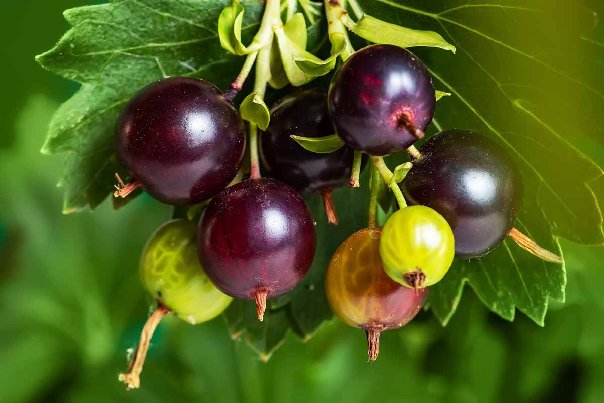 Jostaberry Seeds for Planting | Unique Hybrid Fruit Planting Seeds