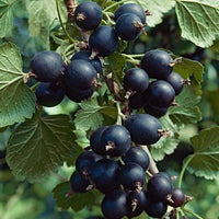 Jostaberry Seeds for Planting | Unique Hybrid Fruit Planting Seeds