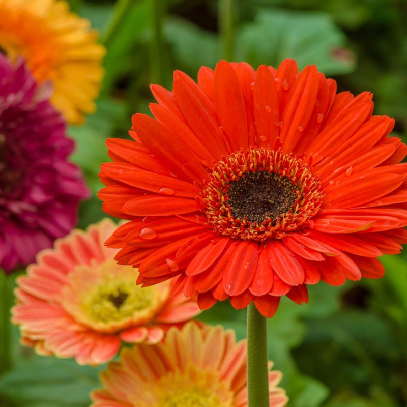 Gerbera Flower seeds for Planting - Premium Quality, Heirloom & GMO Free Seeds for Home Garden